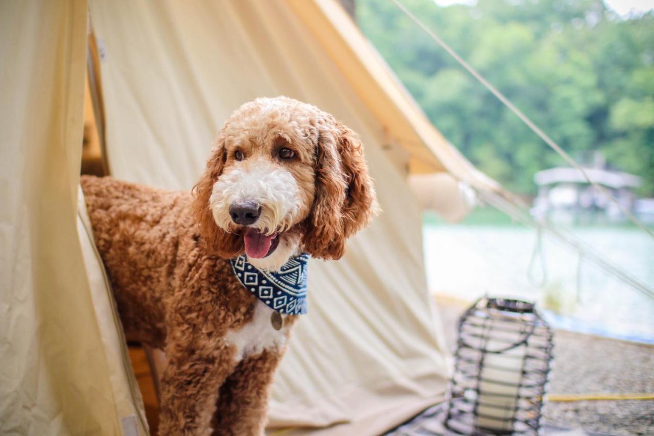 Timberline Glamping At Unicoi State Park Hotel Хелън Екстериор снимка
